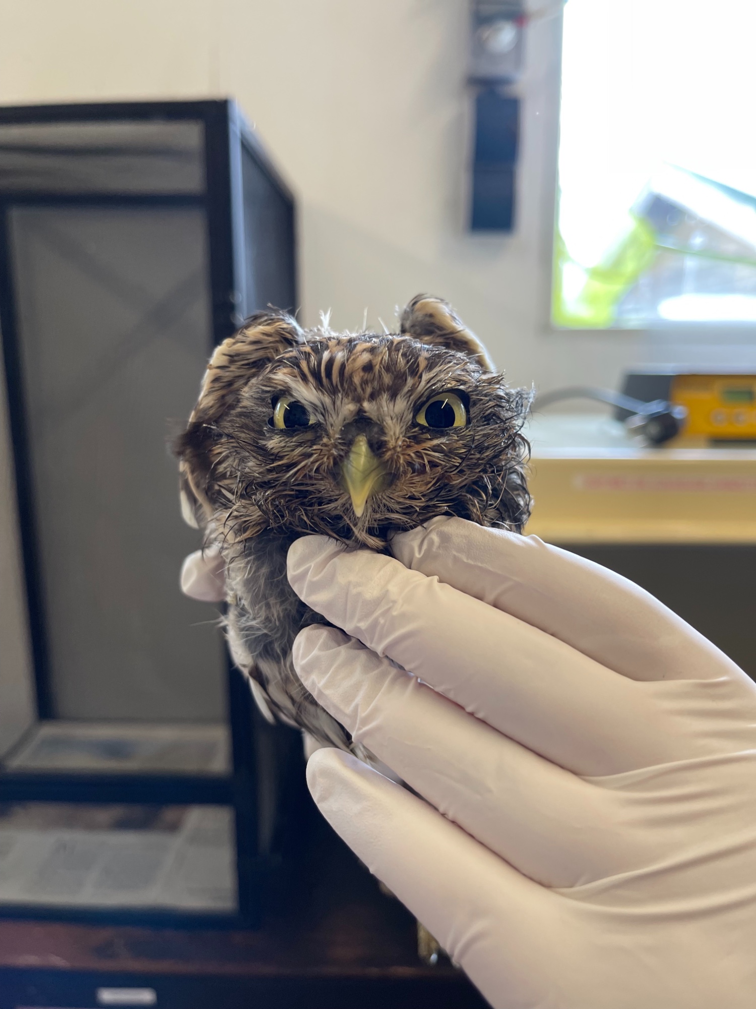 Dit uiltje gaat het redden dankzij de liefdevolle verzorging van de verzorgers bij Wildopvang Krommenie (foto: Anita Webbe) Dit uiltje gaat het redden dankzij de liefdevolle verzorging van de verzorgers bij Wildopvang Krommenie (foto: Anita Webbe)